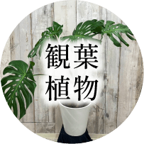 観葉植物